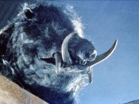 Razorback
